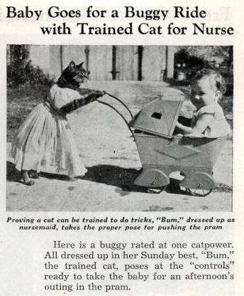 Un bambino fa un giro ne passeggino spinto dal suo gatto infermiere, agosto 1938