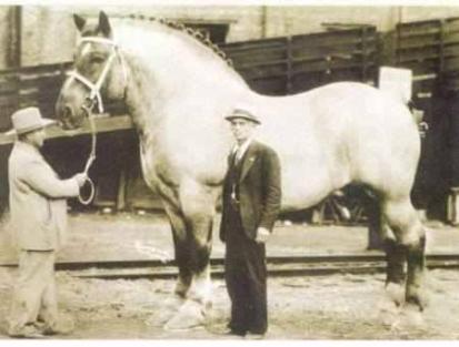 Il cavallo più grande del mondo di sempre. 1928-1948