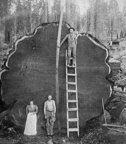 Una sequoia gigante in California, primi del 20esimo secolo