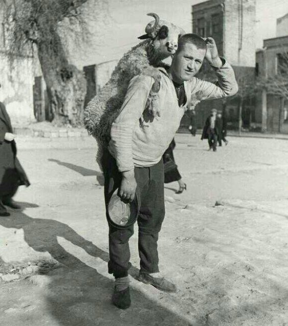 Un uomo con una pecora sulle spalle in un mercato di pecore in Turchia, negli anni '30