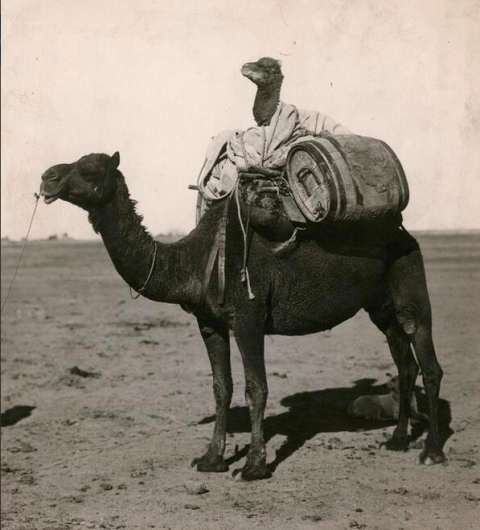Un cammello su un cammello nell'Australia occidentale, 1916. Foto di C.P. Scott