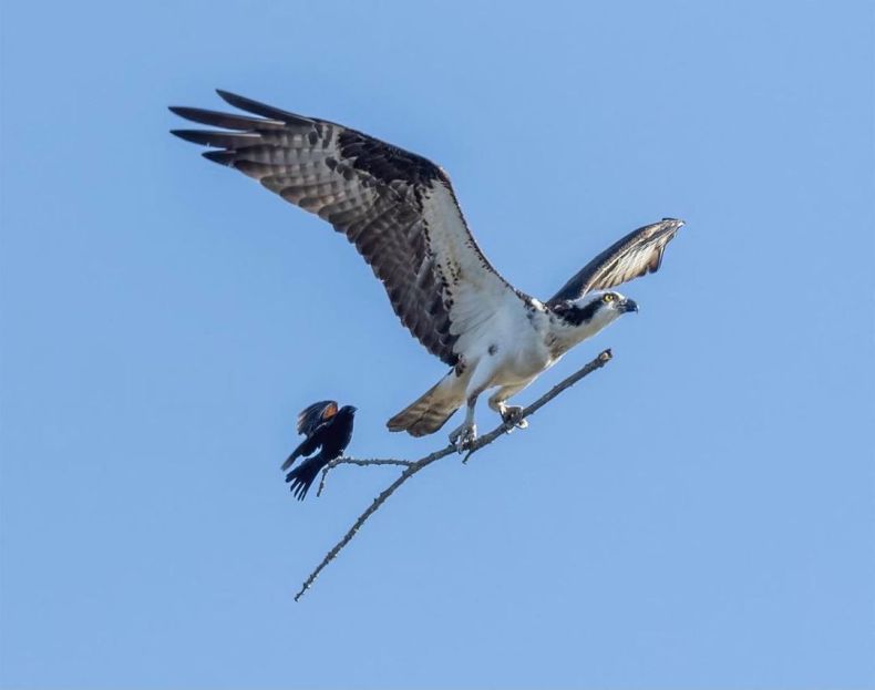 An opportunistic red-winged blackbird catches a ride on an osprey’s stick’, Michigan, USA. Photo by Jocelyn Anderson