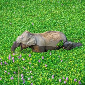 Elephants wading through water hyacinth in Kaziranga National Park, India Photo by Kunal Gupta