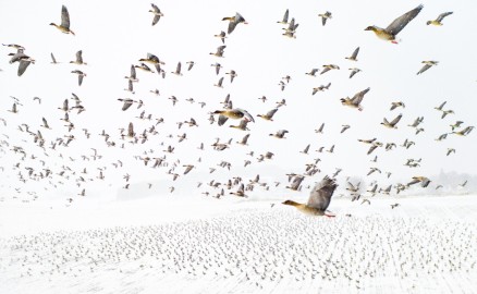 "Pink-Footed Geese Meeting the Winter" by Terje Kolaas @ 2021 Drone Photography Awards